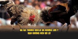 Đá Gà Thomo GK88 Và Những Lưu Ý Bạn Không Nên Bỏ Lỡ